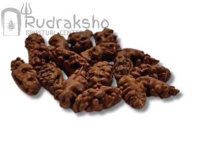 Indonesian Rudraksha